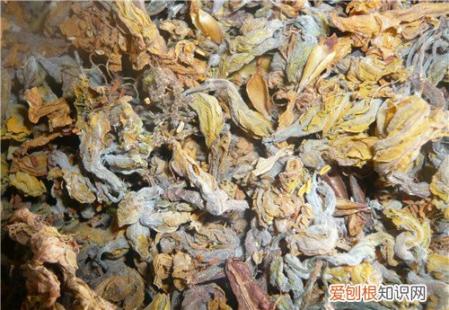 闹羊花图片介绍 闹羊花有什么效用