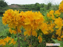 闹羊花图片介绍 闹羊花有什么效用