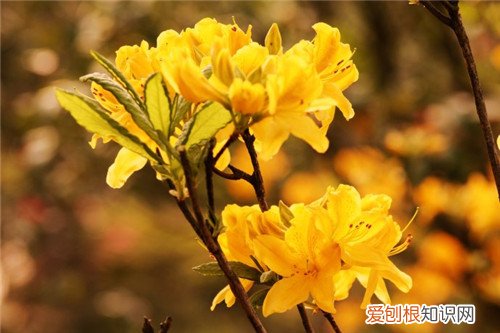 闹羊花图片介绍 闹羊花有什么效用