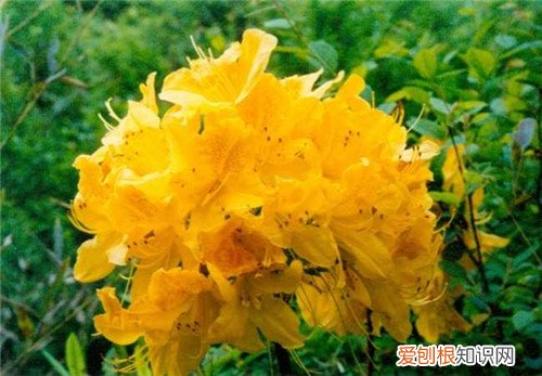 闹羊花图片介绍 闹羊花有什么效用