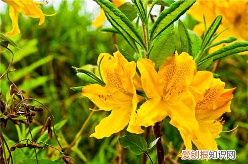 闹羊花图片介绍 闹羊花有什么效用