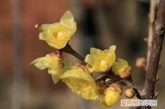 蜡梅花有哪些功效腊梅花怎样做更好吃