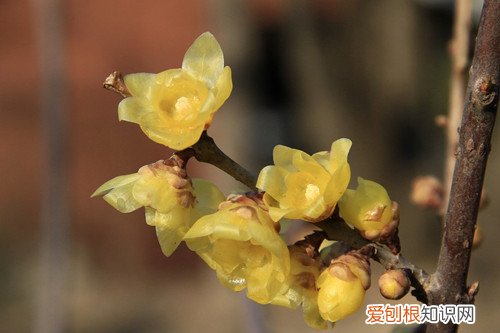 蜡梅花有哪些功效腊梅花怎样做更好吃