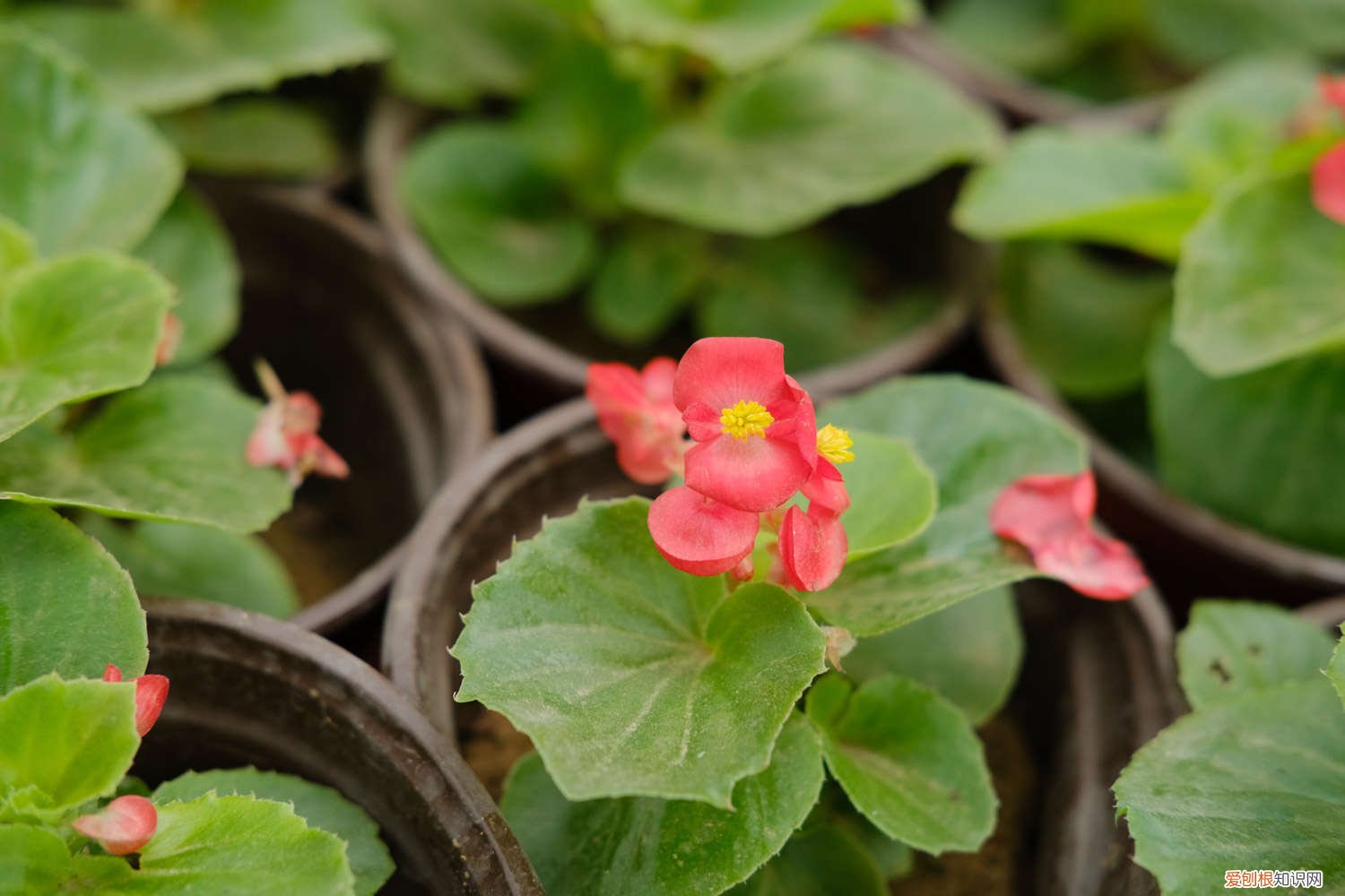 四季海棠黄叶子怎么办 四季海棠黄叶的原因和处理办法