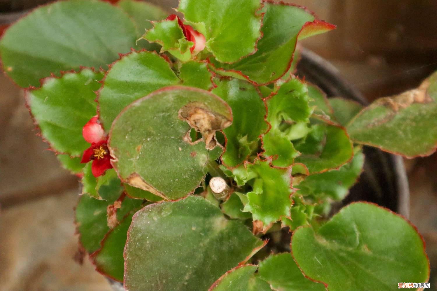 四季海棠黄叶子怎么办 四季海棠黄叶的原因和处理办法