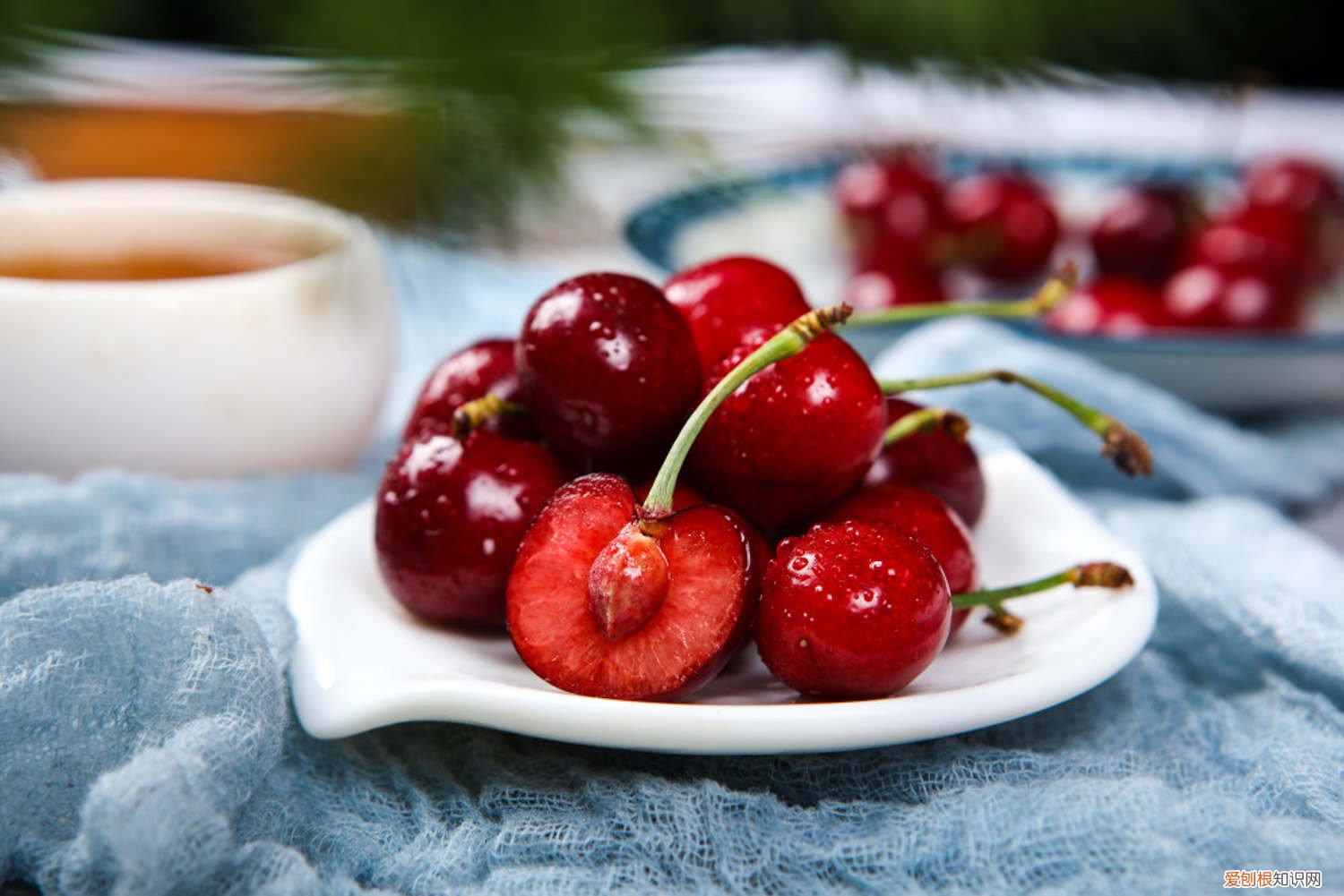 樱桃黄叶怎么办 樱桃黄叶的原因和处理办法