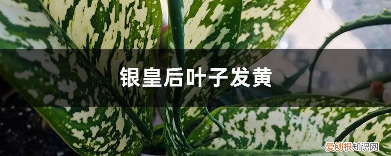 银皇后发黄 银皇后黄叶的原因和处理办法