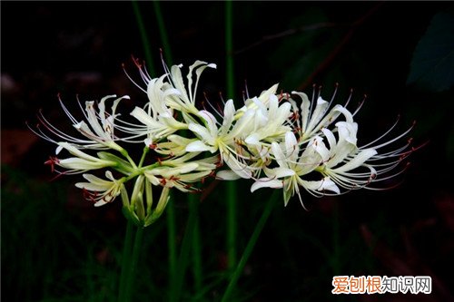 白色彼岸花的相关内容 彼岸花的花语是什么