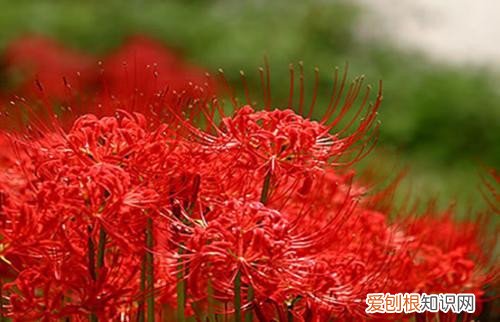 白色彼岸花的相关内容 彼岸花的花语是什么