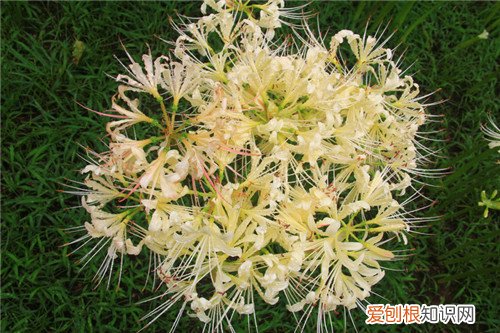 白色彼岸花的相关内容 彼岸花的花语是什么