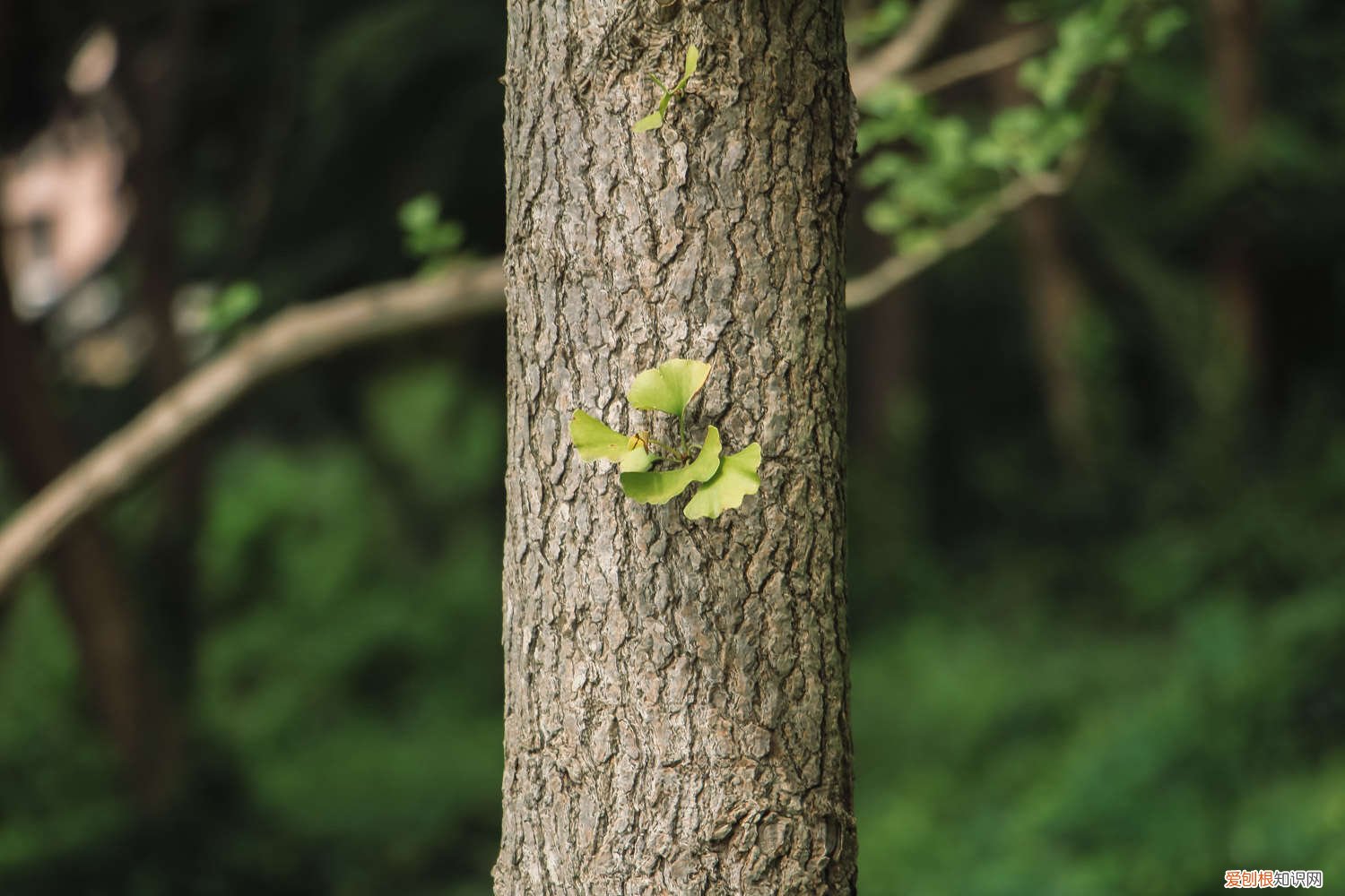 银杏叶变黄原因 银杏黄叶的原因和处理办法