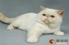 加菲猫怎么养 怎么看纯不纯