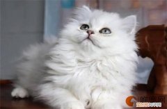 金吉拉怎么养 适合新手养吗