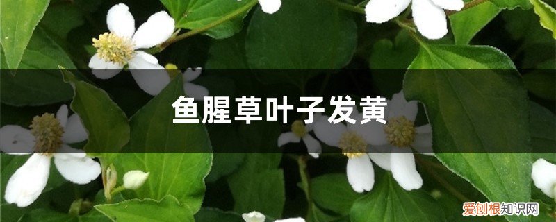 鱼腥草发黄 鱼腥草黄叶的原因和处理办法
