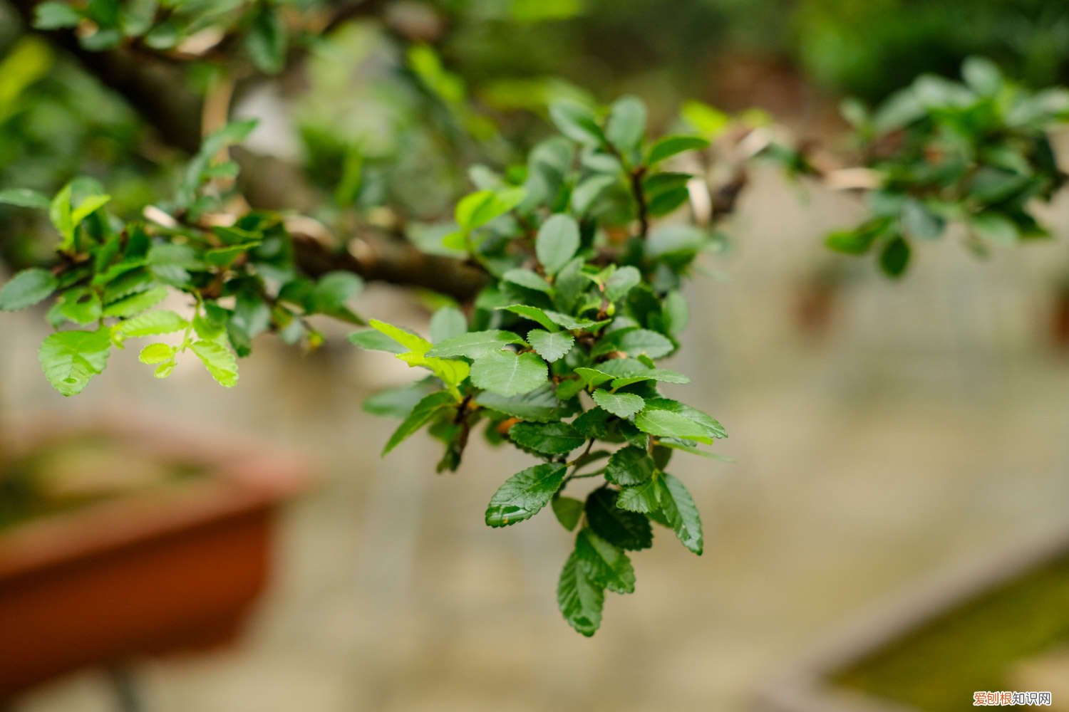 榆树新叶发黄是什么原因 榆树黄叶的原因和处理办法