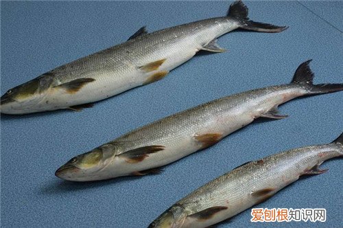 鳡鱼多少钱一斤2017 鳡鱼怎么做比较好吃