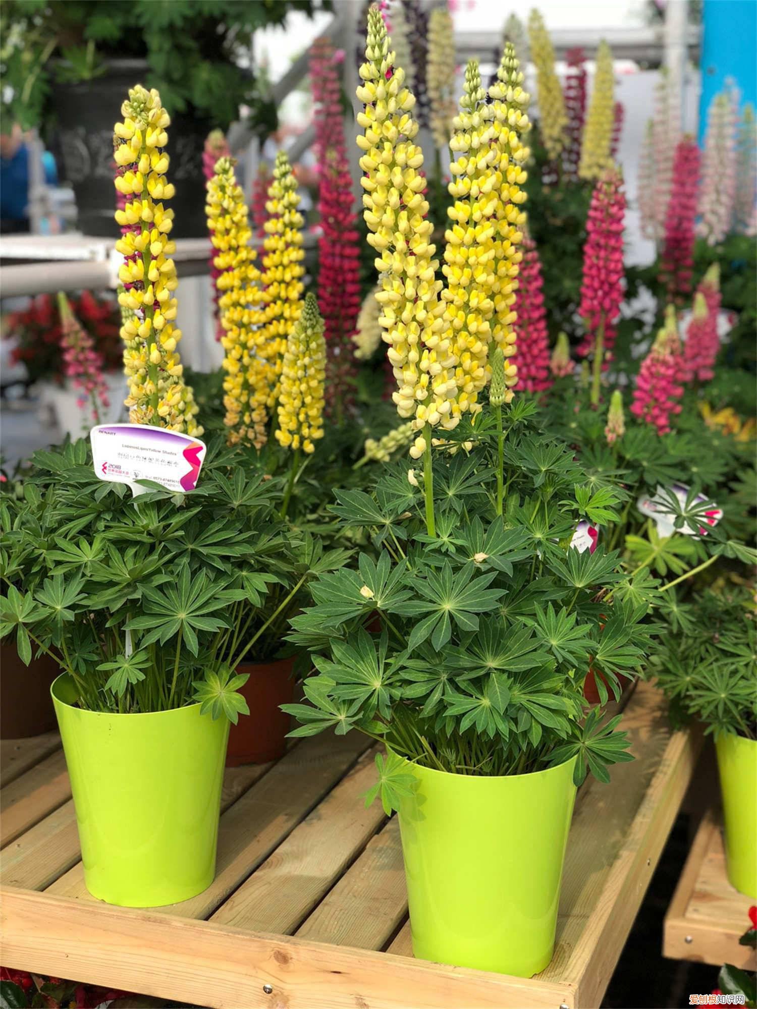 羽扇豆黄叶的原因和处理办法 羽扇豆黄叶的原因和处理办法