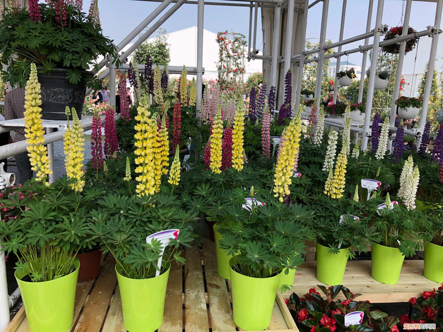 羽扇豆黄叶的原因和处理办法 羽扇豆黄叶的原因和处理办法