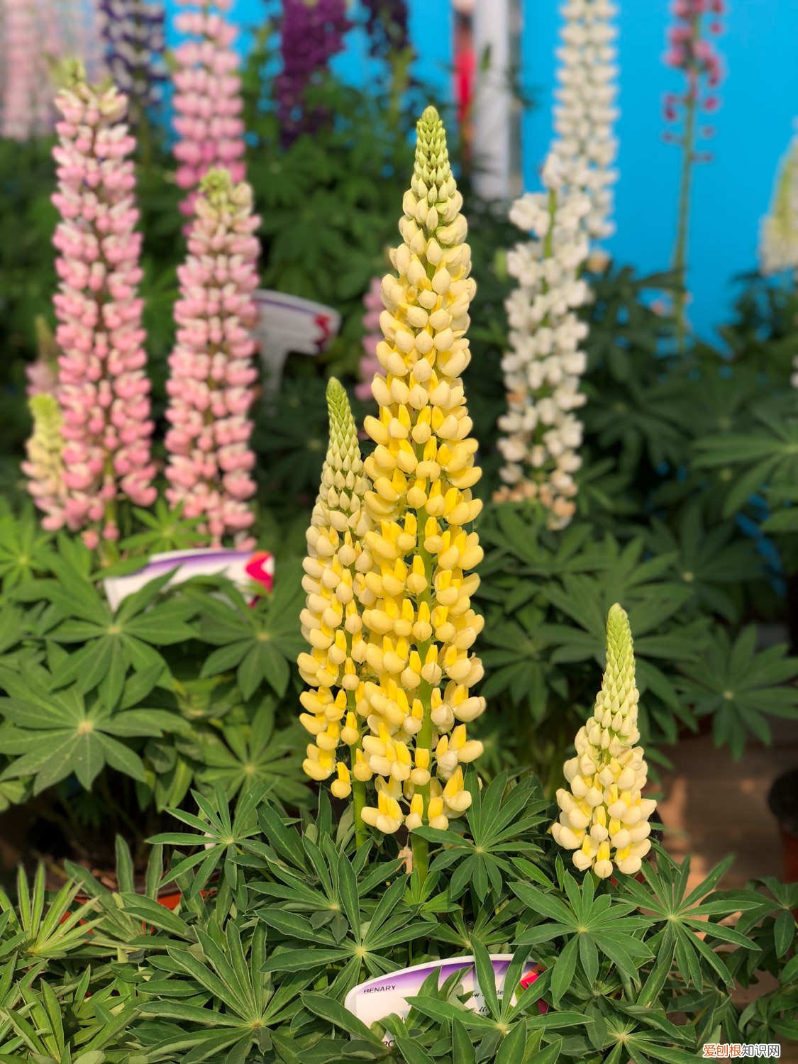 羽扇豆黄叶的原因和处理办法 羽扇豆黄叶的原因和处理办法