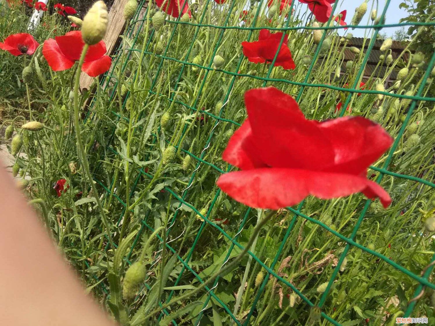 虞美人叶子是什么样子的 虞美人黄叶的原因和处理办法