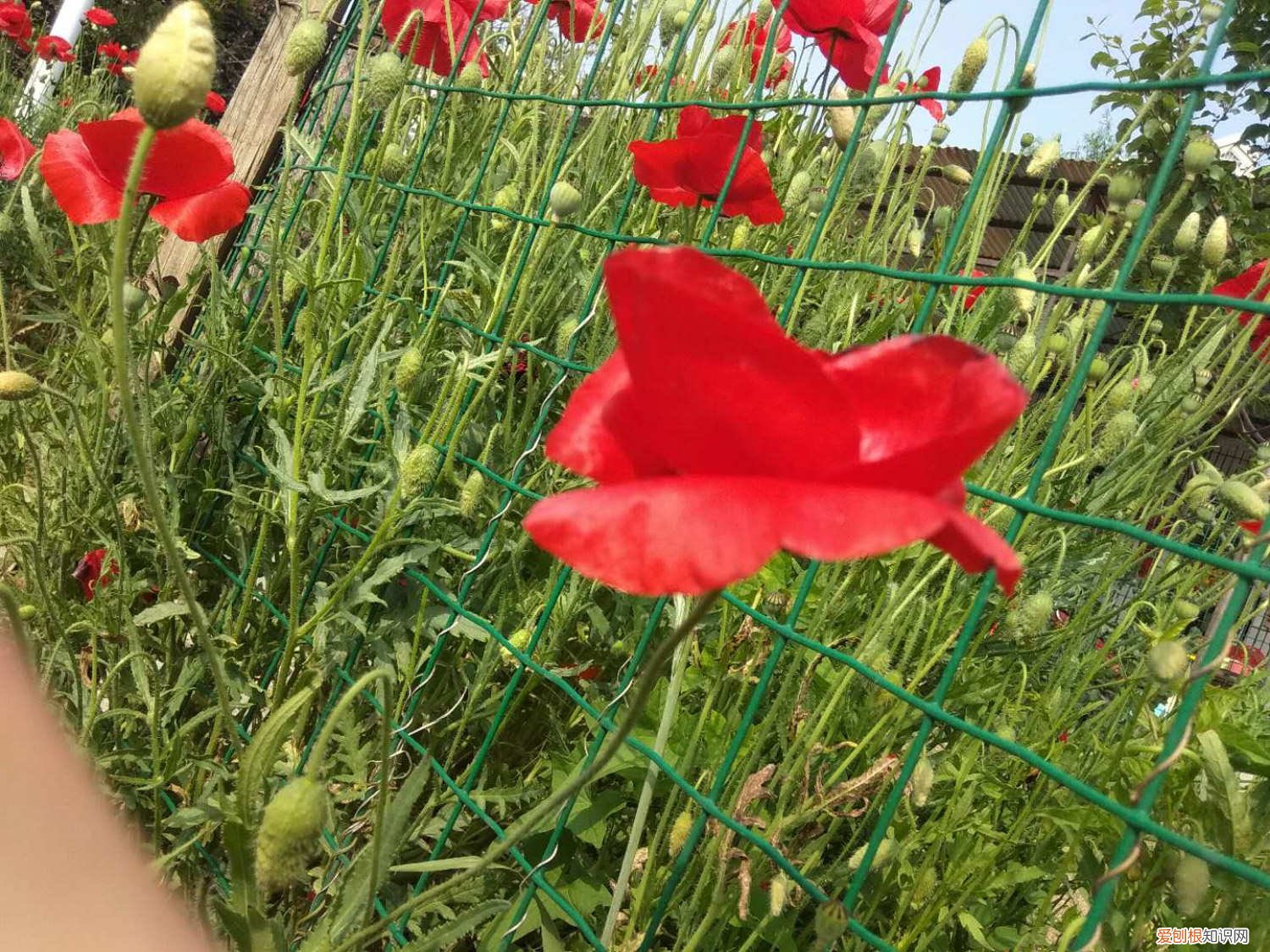 虞美人叶子是什么样子的 虞美人黄叶的原因和处理办法