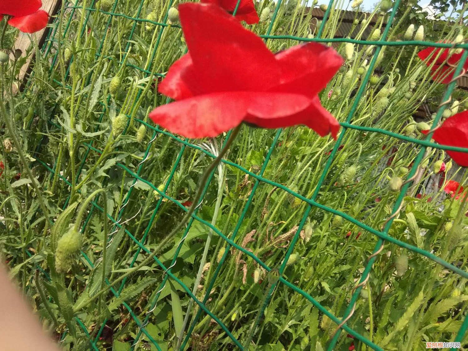 虞美人叶子是什么样子的 虞美人黄叶的原因和处理办法