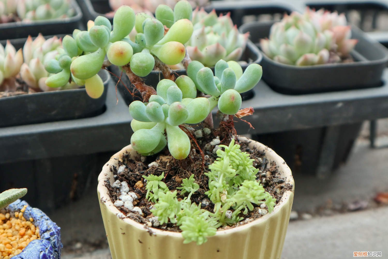 乙女心发黄掉叶子 乙女心黄叶的原因和处理办法