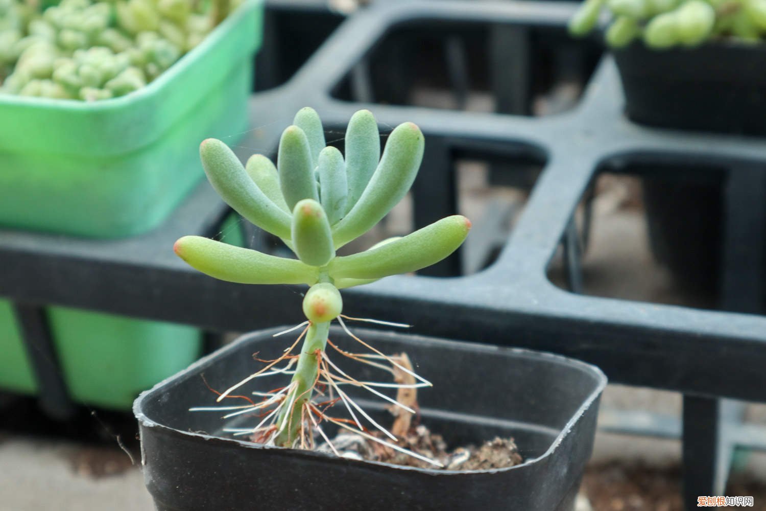 乙女心发黄掉叶子 乙女心黄叶的原因和处理办法