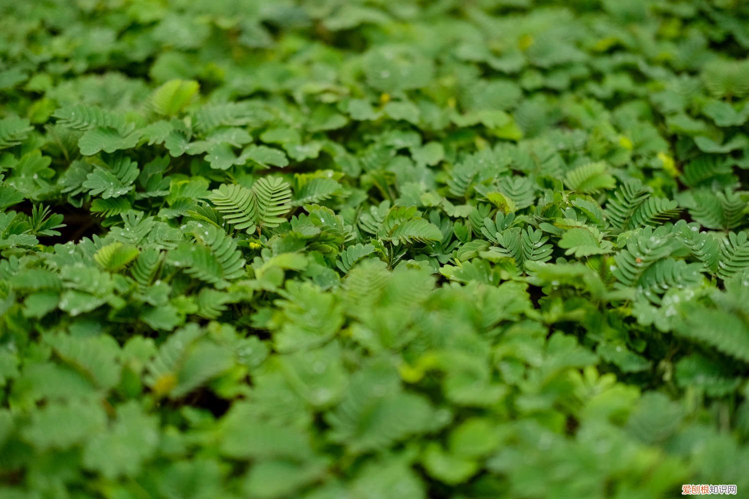 请问含羞草怎么养 含羞草如何养好,会感染病虫害吗