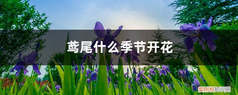 鸢尾怎么养才开花 鸢尾什么季节开花,花期如何养护
