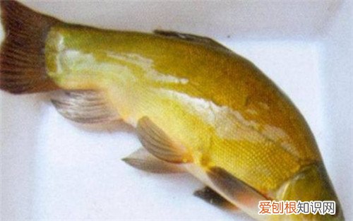 丁桂鱼的做法哪种比较好吃 丁桂鱼多少钱一斤