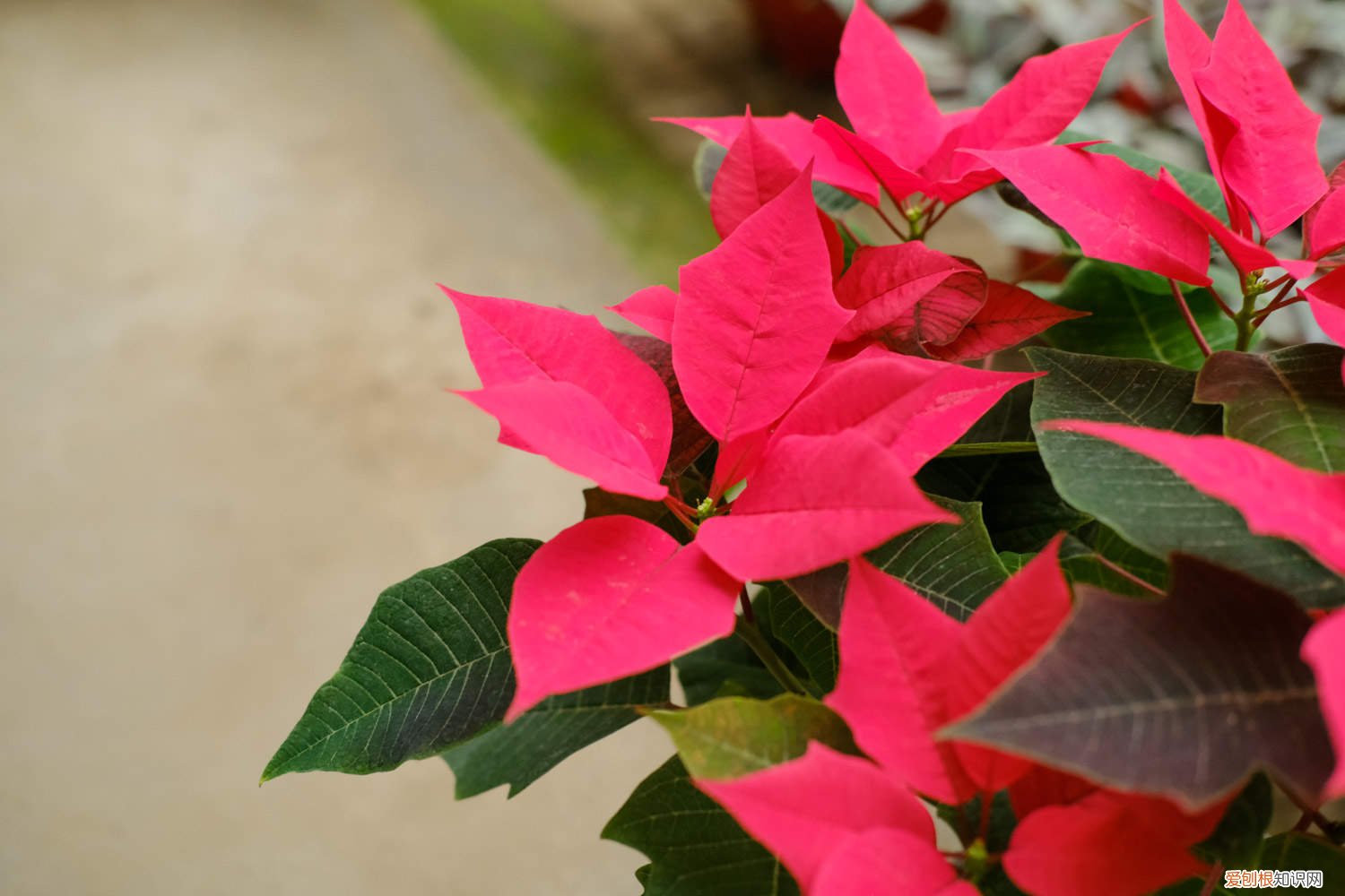 一品红黄叶怎么办 一品红黄叶的原因和处理办法