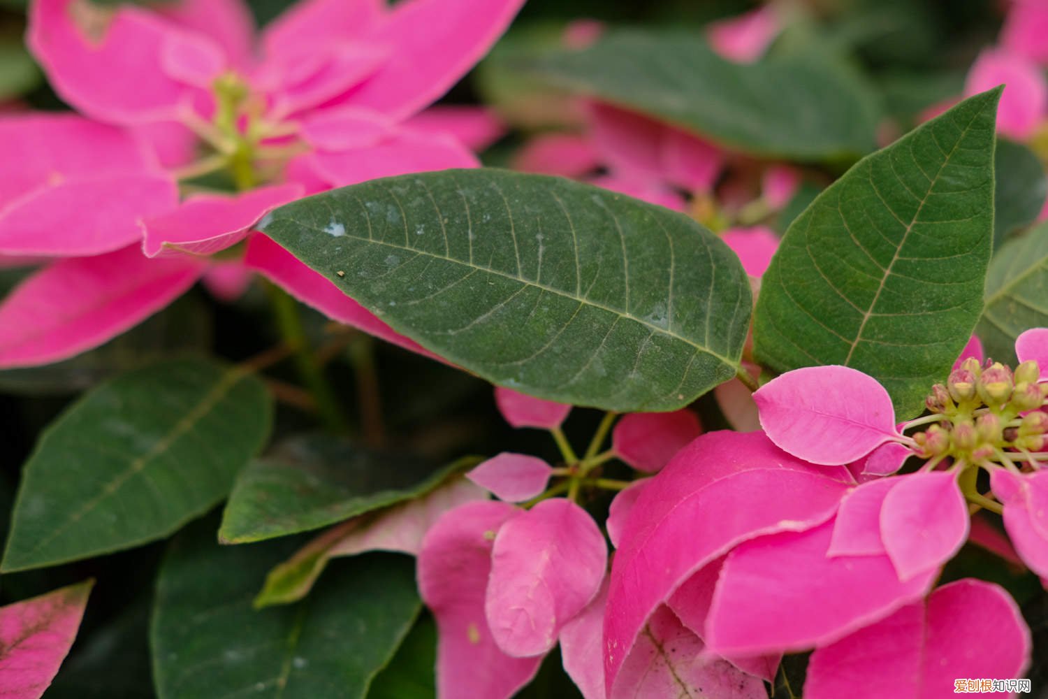 一品红黄叶怎么办 一品红黄叶的原因和处理办法