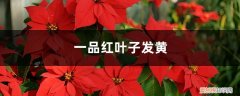 一品红黄叶怎么办 一品红黄叶的原因和处理办法