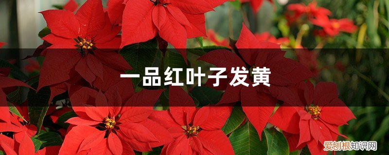 一品红黄叶怎么办 一品红黄叶的原因和处理办法