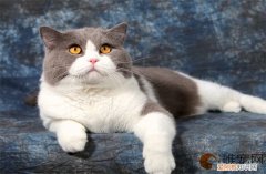 蓝白怎么养 如何判断几个月了