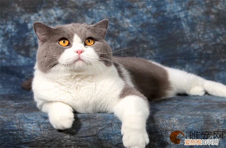 蓝白怎么养 如何判断几个月了