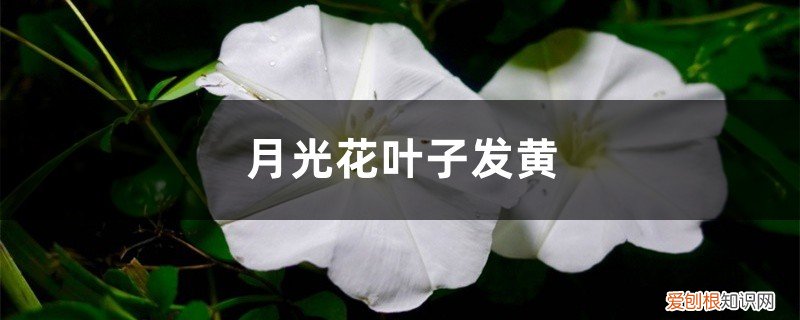 月季花黄叶是什么原因引起的怎么治疗 月光花黄叶的原因和处理办法