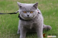 蓝猫怎么养 如何分辨纯不纯