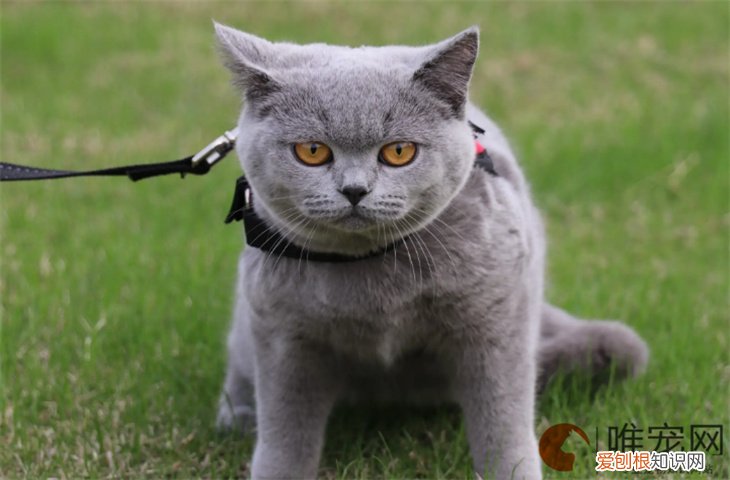 蓝猫怎么养 如何分辨纯不纯