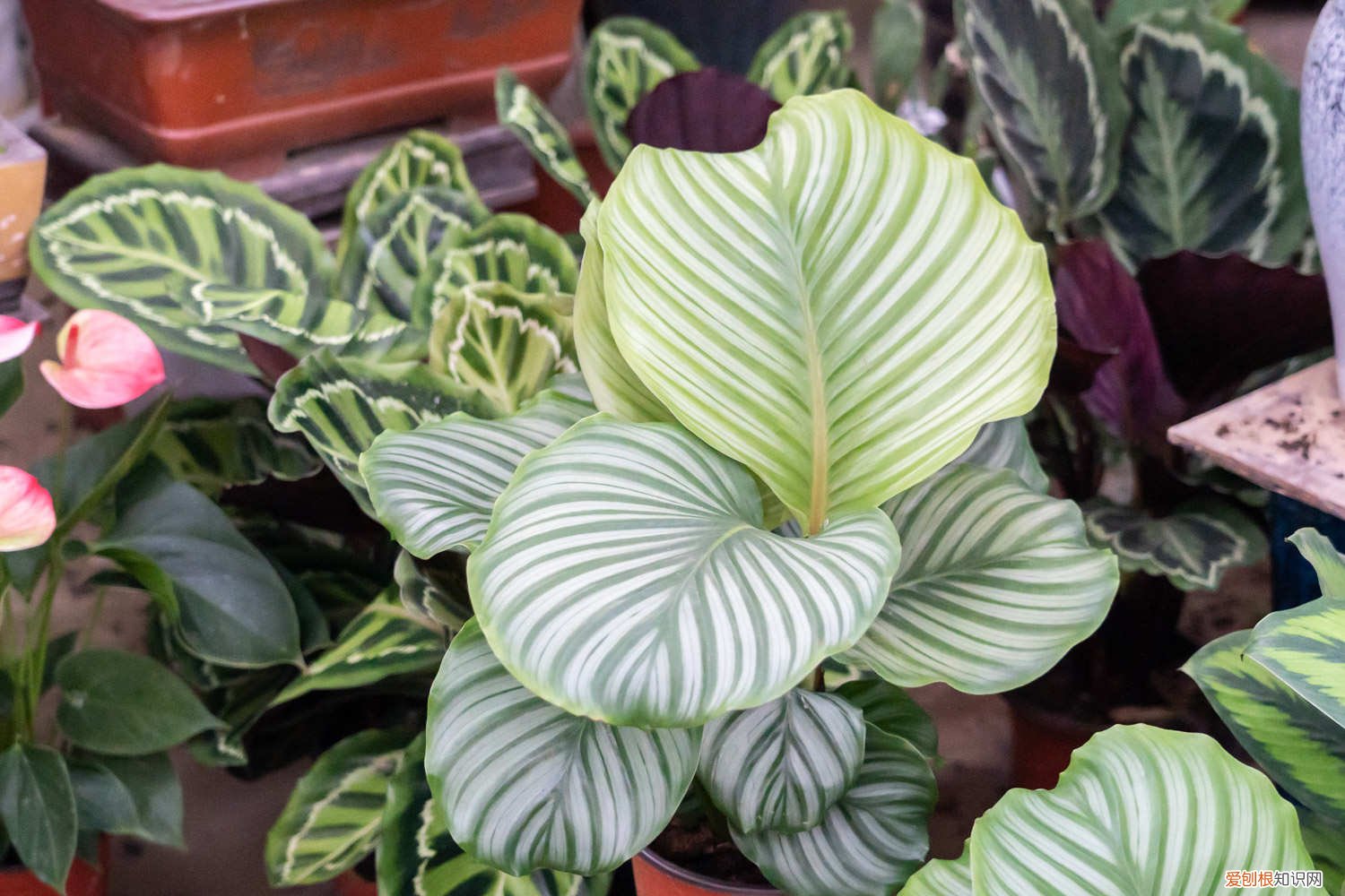 竹芋叶黄怎么回事 圆叶竹芋黄叶的原因和处理办法