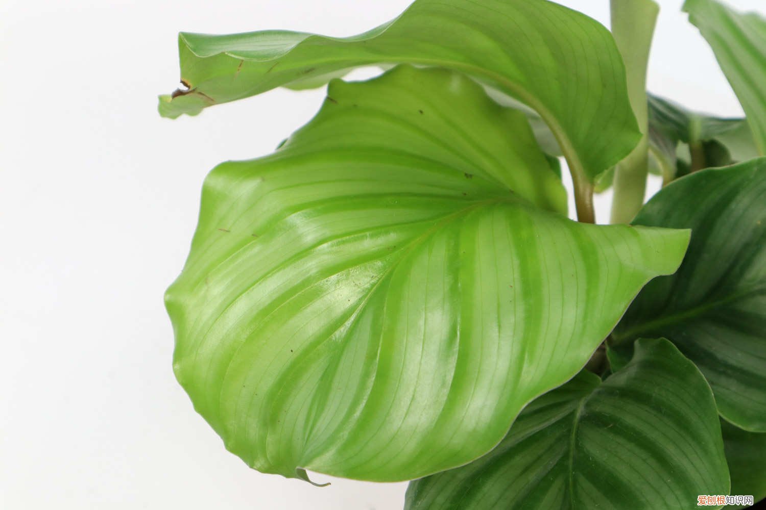 竹芋叶黄怎么回事 圆叶竹芋黄叶的原因和处理办法