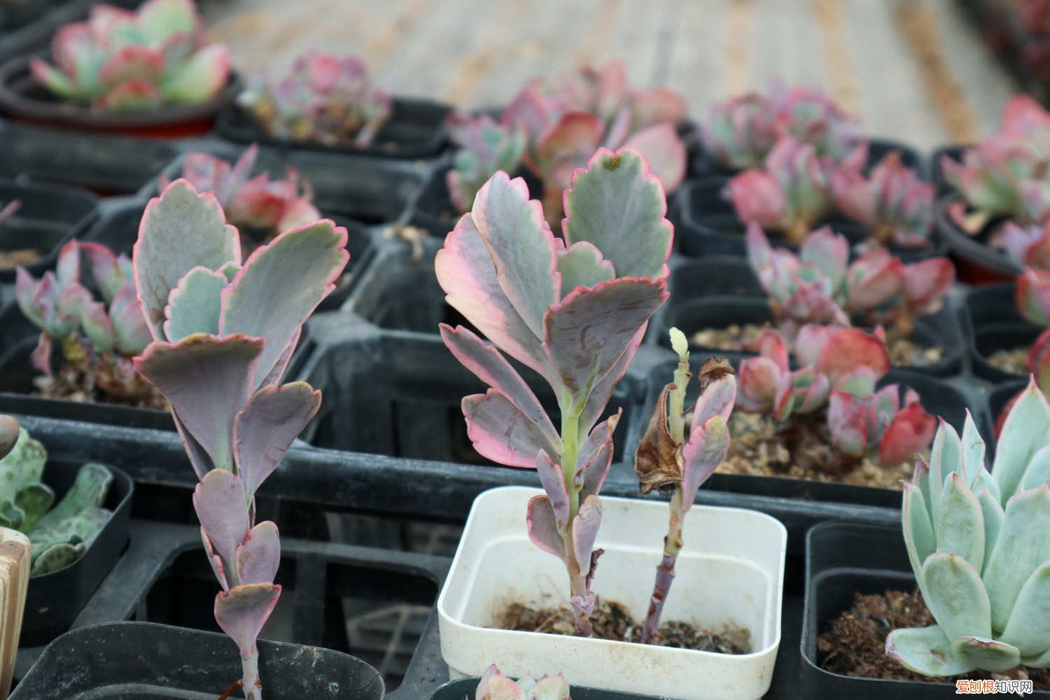 吊钟叶子干了怎么办 玉吊钟黄叶的原因和处理办法