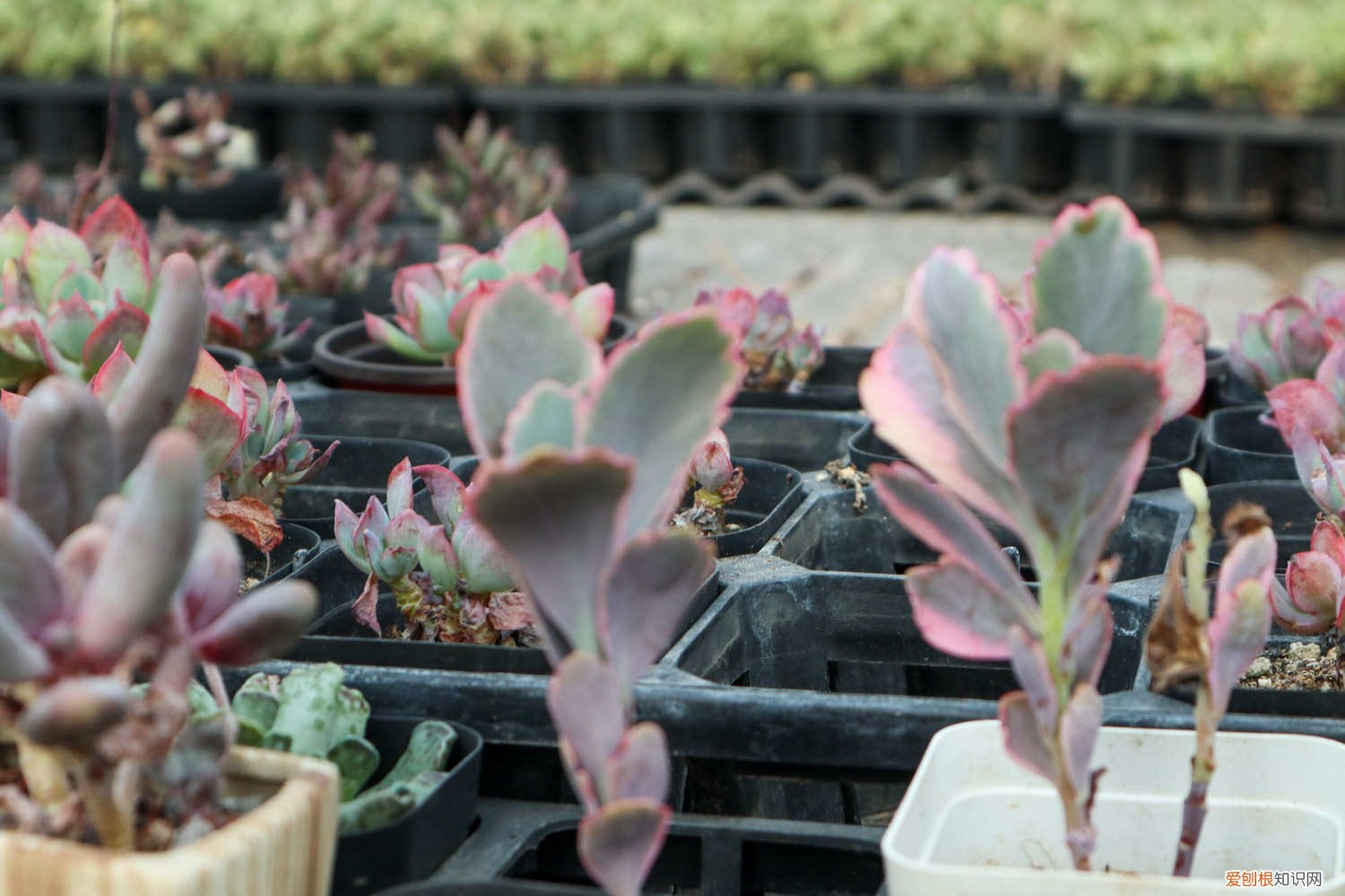 吊钟叶子干了怎么办 玉吊钟黄叶的原因和处理办法