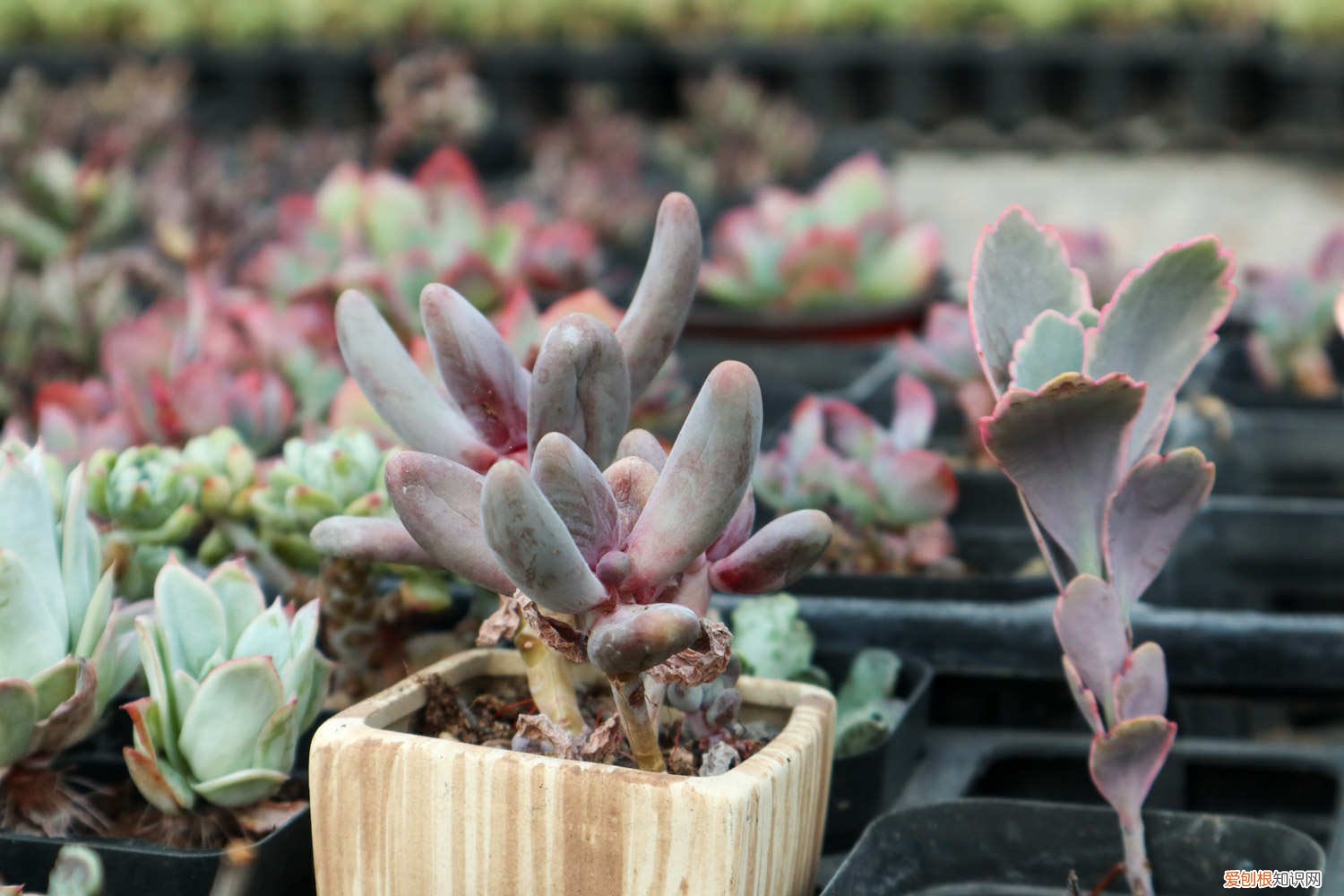 吊钟叶子干了怎么办 玉吊钟黄叶的原因和处理办法