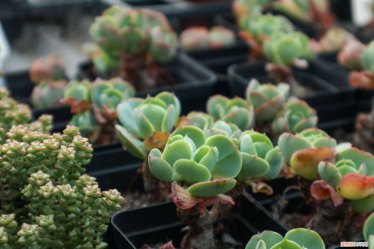 玉蝶黄叶的原因和处理办法图片 玉蝶黄叶的原因和处理办法