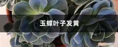 玉蝶黄叶的原因和处理办法图片 玉蝶黄叶的原因和处理办法