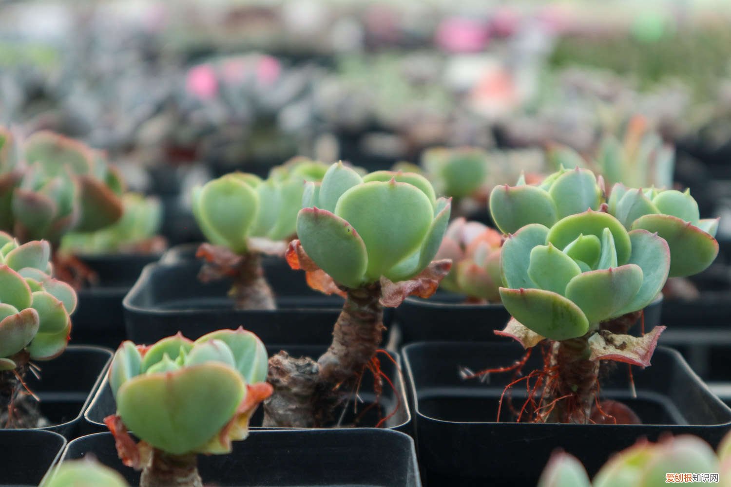 玉蝶黄叶的原因和处理办法图片 玉蝶黄叶的原因和处理办法