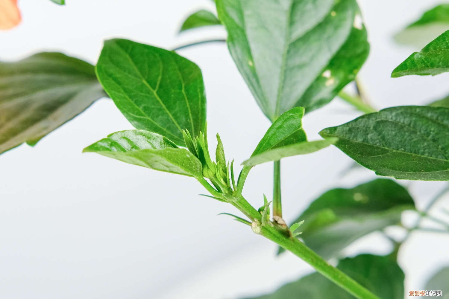 扶桑花如何养护 扶桑花养护管理的方法，有什么注意事项