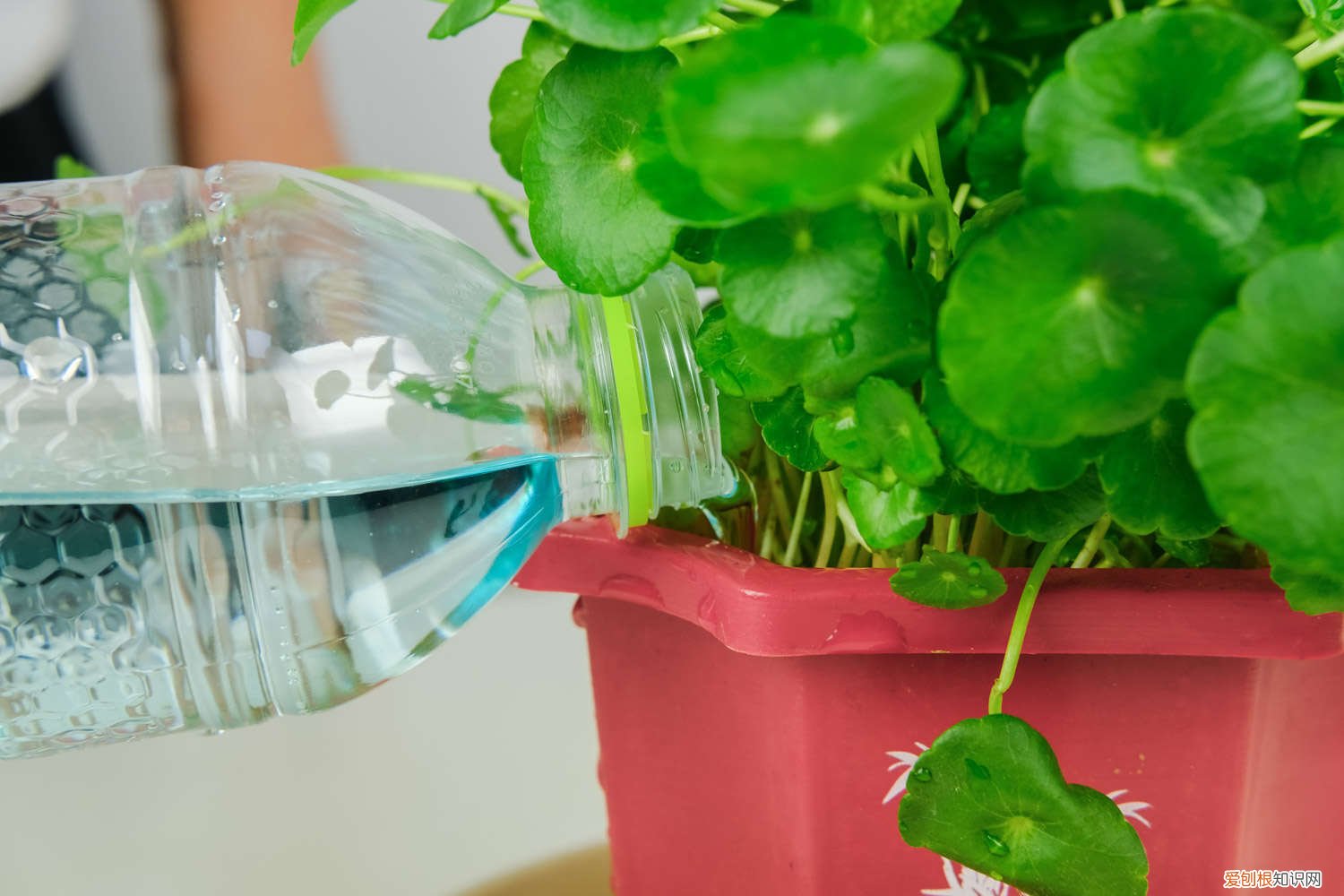 扶桑花如何养护 扶桑花养护管理的方法，有什么注意事项